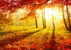 Осінній Парк. Осінні дерева і листя. Падіння — стокове фото